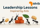 Leadership Lessons from Ants: What These Tiny Creatures Teach Us About Success